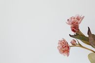 Pink Flowers and Bud with Brown Leaf