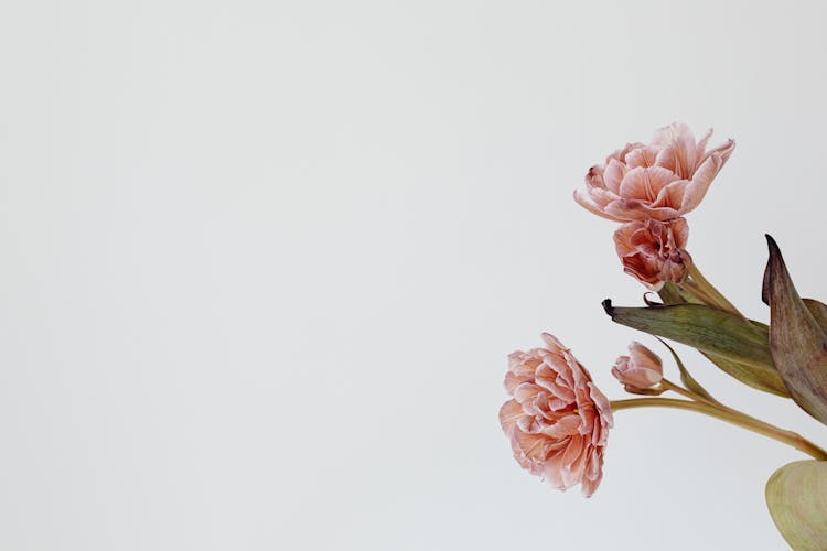 Pink Flowers And Bud With Brown Leaf