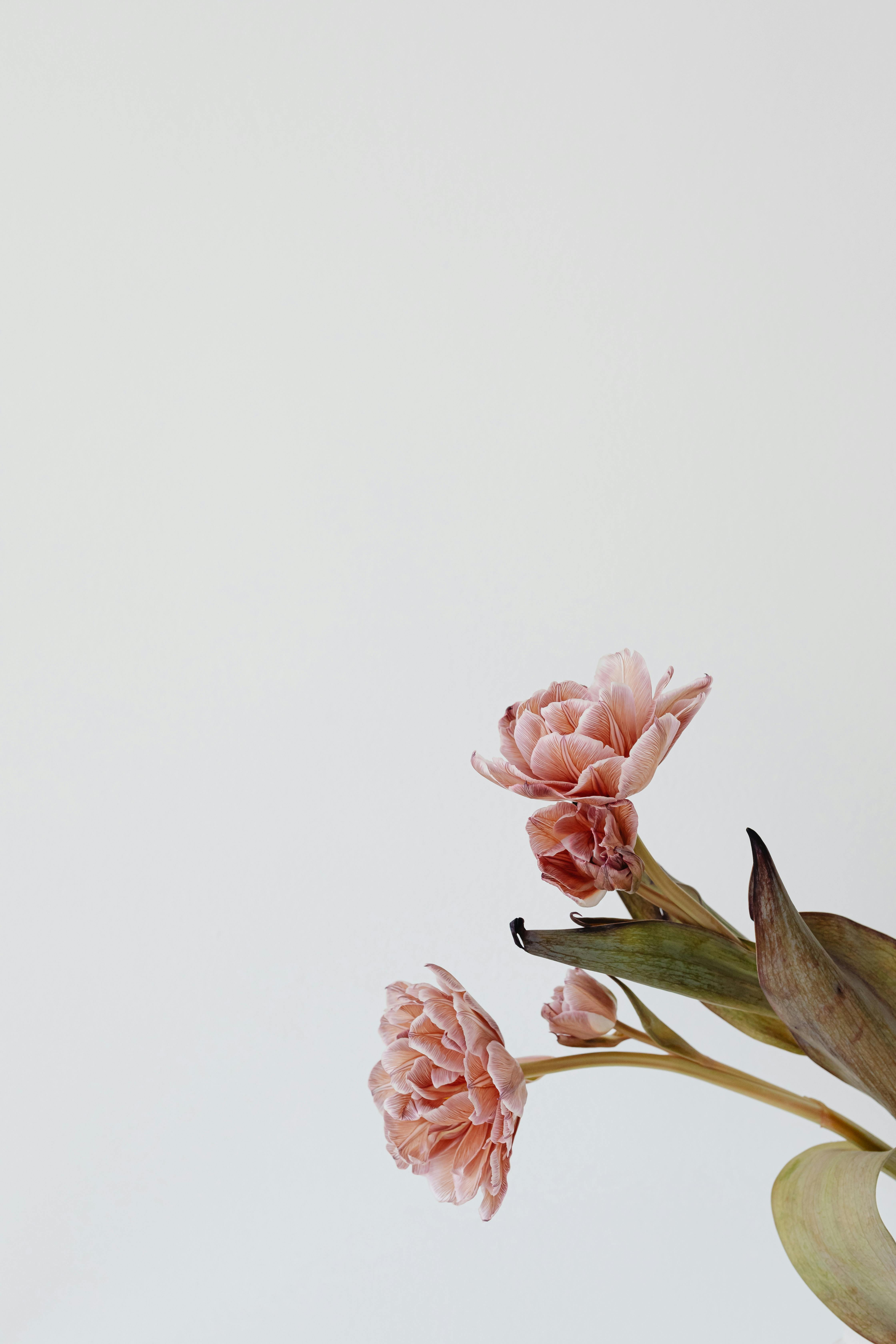 Minimalist Flower Wallpapers  Top Free Minimalist Flower Backgrounds   WallpaperAccess