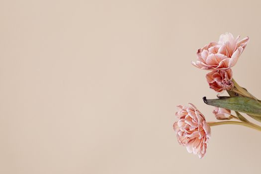 Close-up of pink flowers with copy space on a beige background.