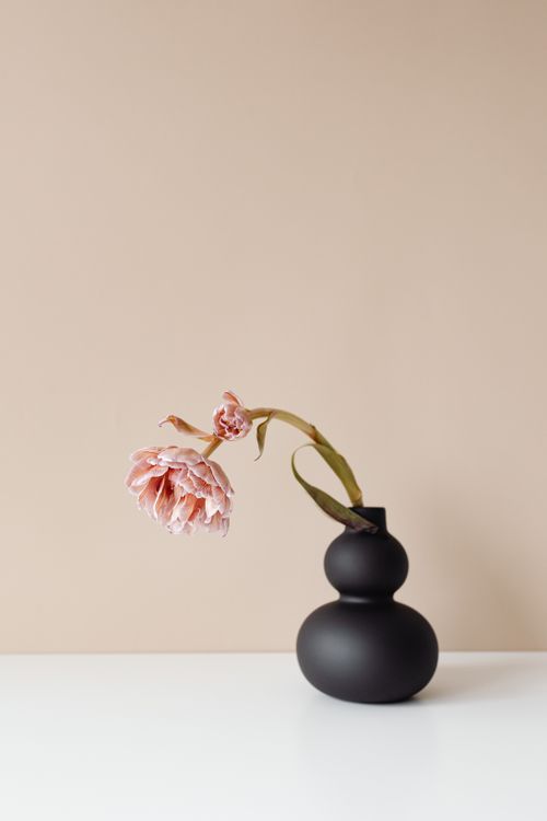 Free A wilted pink flower elegantly arranged in a modern black ceramic vase against a neutral background. Stock Photo