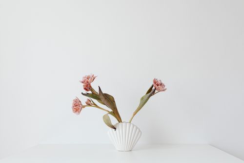 Free Elegant pink flowers in a white vase symbolize simplicity and beauty. Stock Photo