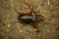Brown Beetle on  Close Up Shot