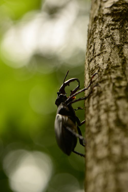 Foto stok gratis beetle, binatang, fokus selektif