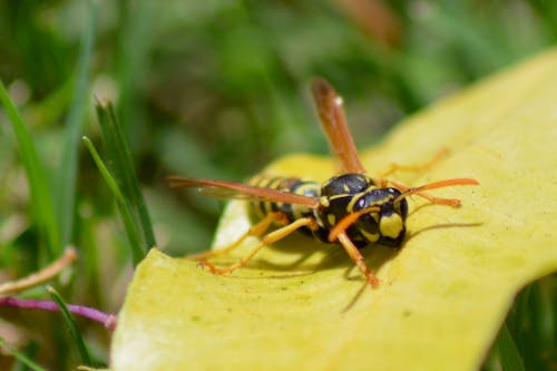 Free stock photo of animals, bugs, insects