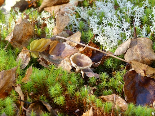 Foto profissional grátis de cogumelo, folhas de outono, musgo