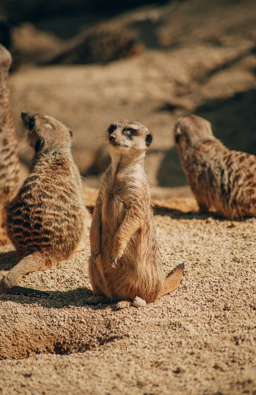 Free Four meerkats standing and observing their surroundings in a sunlit desert habitat. Stock Photo