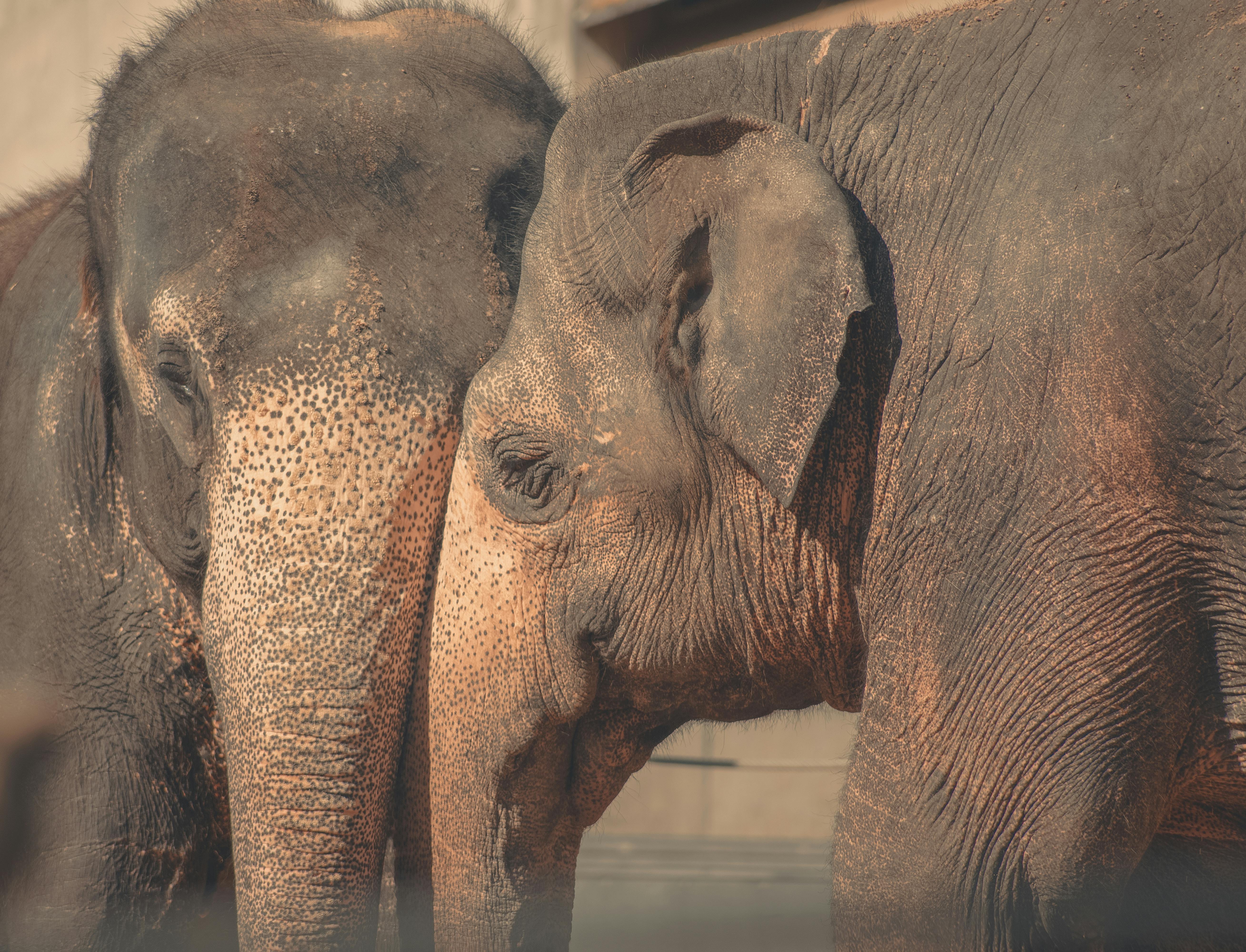 Two African Elephants Rubbing Heads · Free Stock Photo