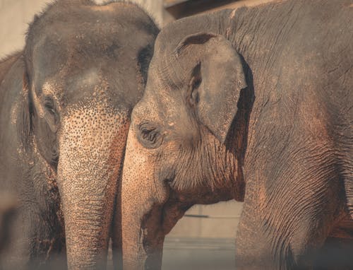 Základová fotografie zdarma na téma africké slony, chování zvířat, dotýkání
