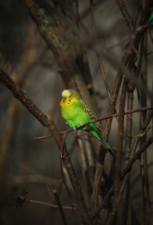 Free Green and Yellow Bird on Tree Branch Stock Photo