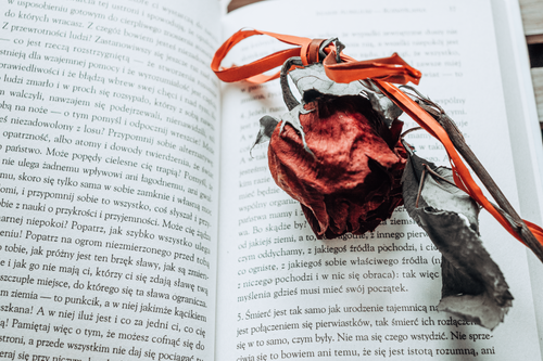 Free A dried red rose resting on an open book's pages, creating a still life composition. Stock Photo