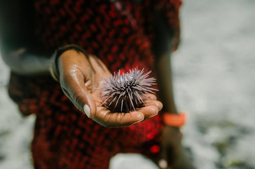 Crop ethnic person with sea urchin in hand