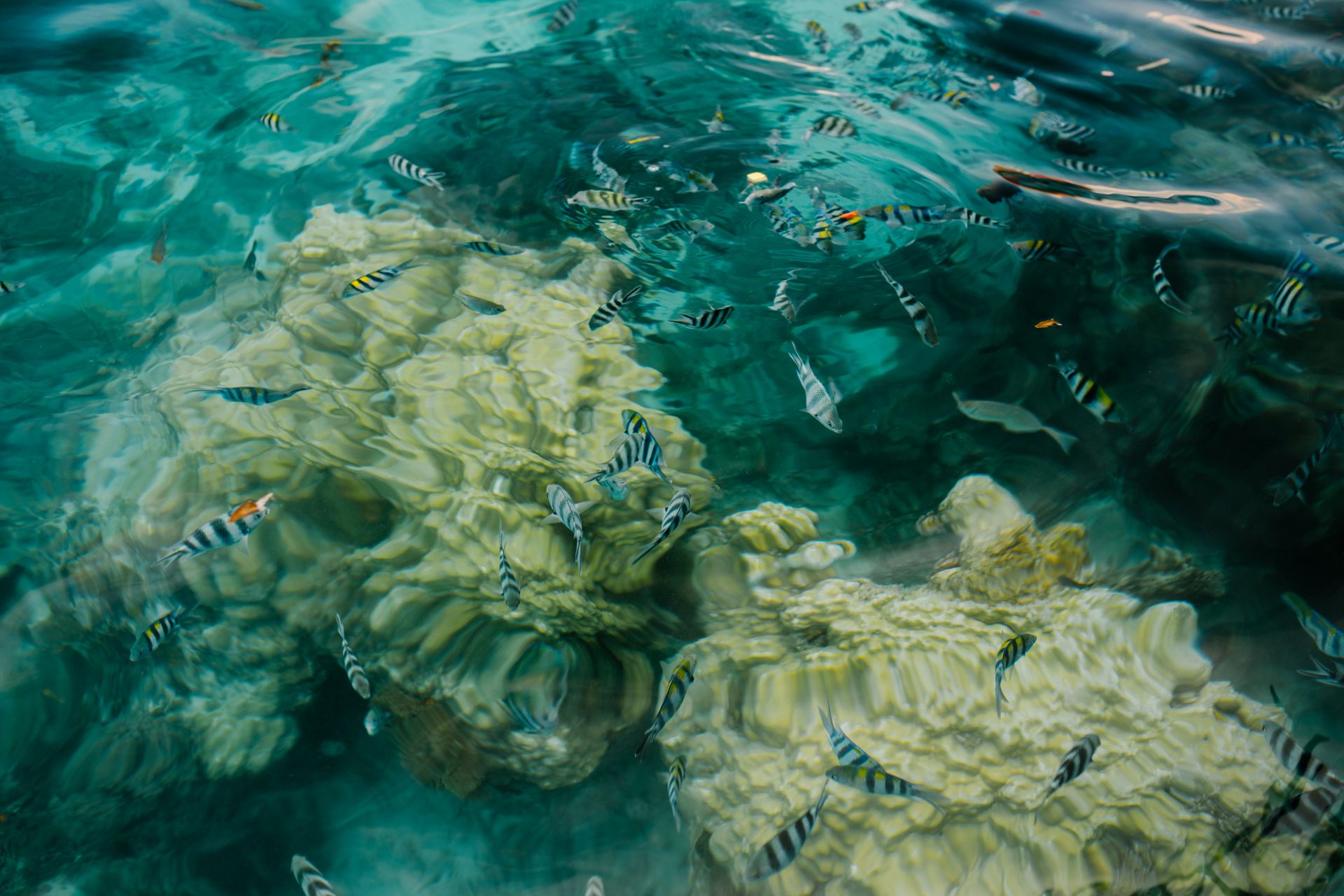 From above of school of tropical Abudefduf fish swimming in clear sea water near reef