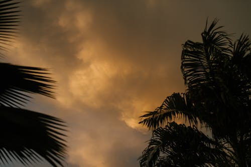 From below of palm tree branches growing on background of cloudy sundown sky