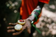 Unrecognizable crop ethnic person standing with fresh nutmeg in tropical woods in summer