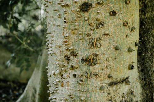 Part of trunk of kapok tree with uneven bark growing in tropical woods