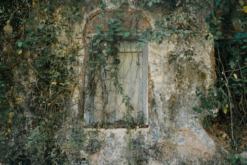 Window in stone building in forest