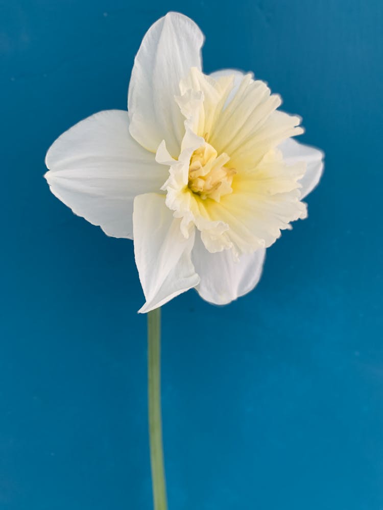 White Flower On Blue Background