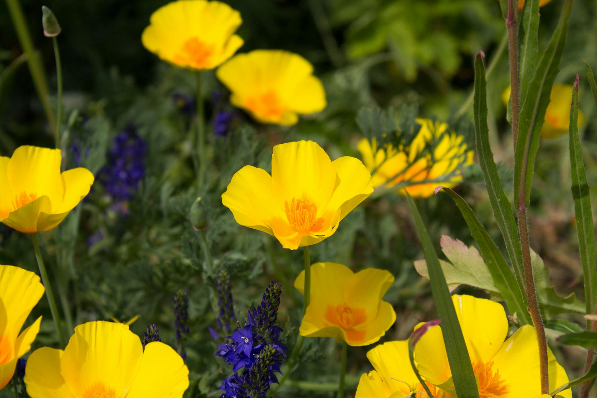 在郁郁葱葱的花园中，开着紫色花朵的明亮黄色加州罂粟花格外显眼