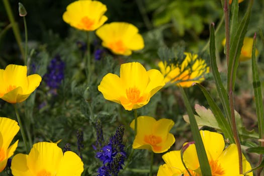 在郁郁葱葱的花园中，开着紫色花朵的明亮黄色加州罂粟花格外显眼