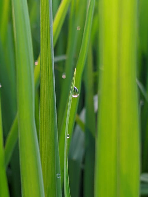 Water Droplets on Green Grass