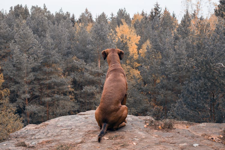 A Back View Of Brown Dog Sitting On A Rock