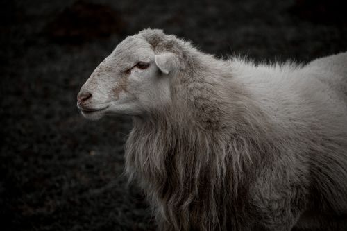 Free Detailed close-up of a sheep with a dark background, showcasing its wool texture. Stock Photo