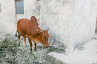 High angle of zebu with fatty hump on shoulders eating grass while standing near shabby concrete barn
