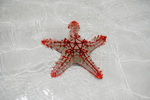Free From above of starfish echinoderm from class Asteroidea on sandy bottom of clear shallow water Stock Photo