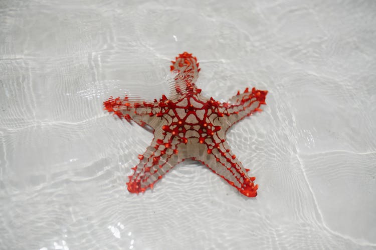 Red Starfish On Sandy Bottom Of Clear Sea