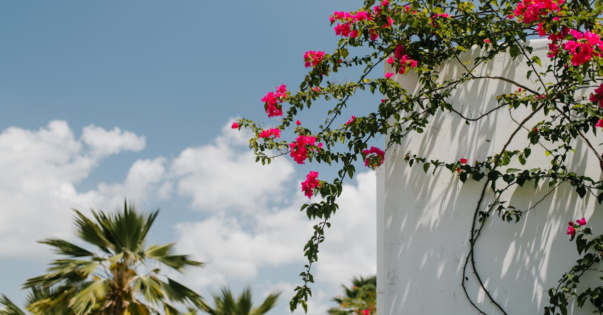 How to prune climbing roses NZ