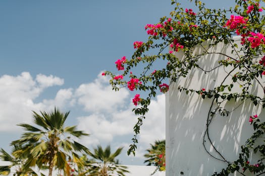 Colorful bougainvillea climbing a white wall, set against a bright blue sky with palm trees.