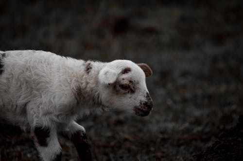 Darmowe zdjęcie z galerii z baranek, biały, cętki