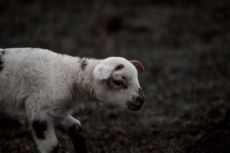 White Lamb With Black Spots