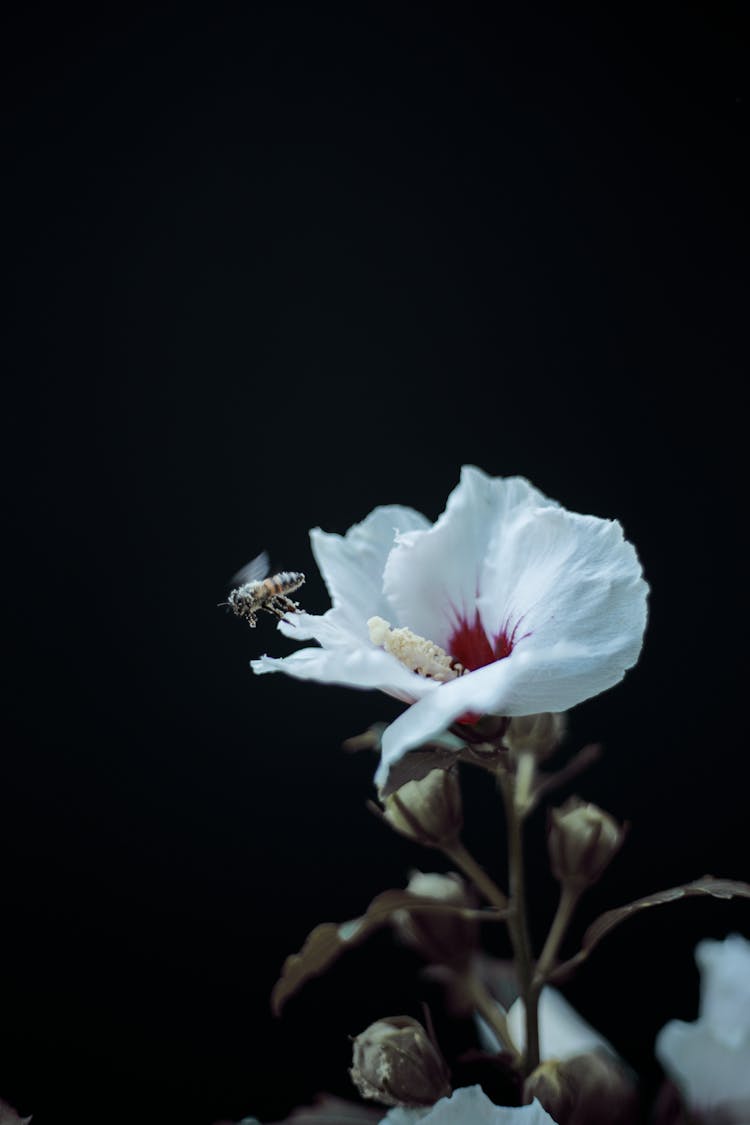 White Flower On Black Background