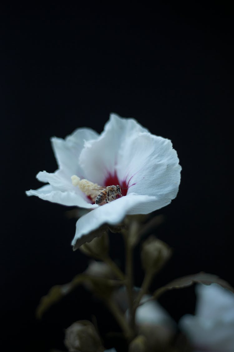 Bee On White Flower 