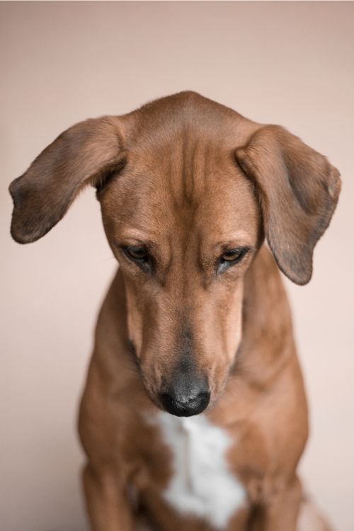 Free A close-up portrait of a brown dog with short fur looking downward. Stock Photo
