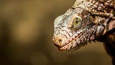 Detailed macro shot of a green iguana in Guárico, highlighting textured scales and sharp eye focus.
