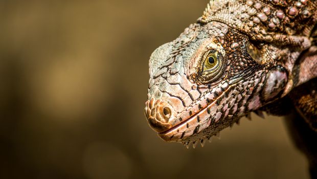 Detailed macro shot of a green iguana in Guárico, highlighting textured scales and sharp eye focus.