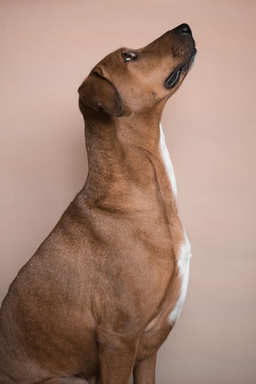 Free A side view of a brown, short-coated dog looking up against a neutral beige background. Stock Photo