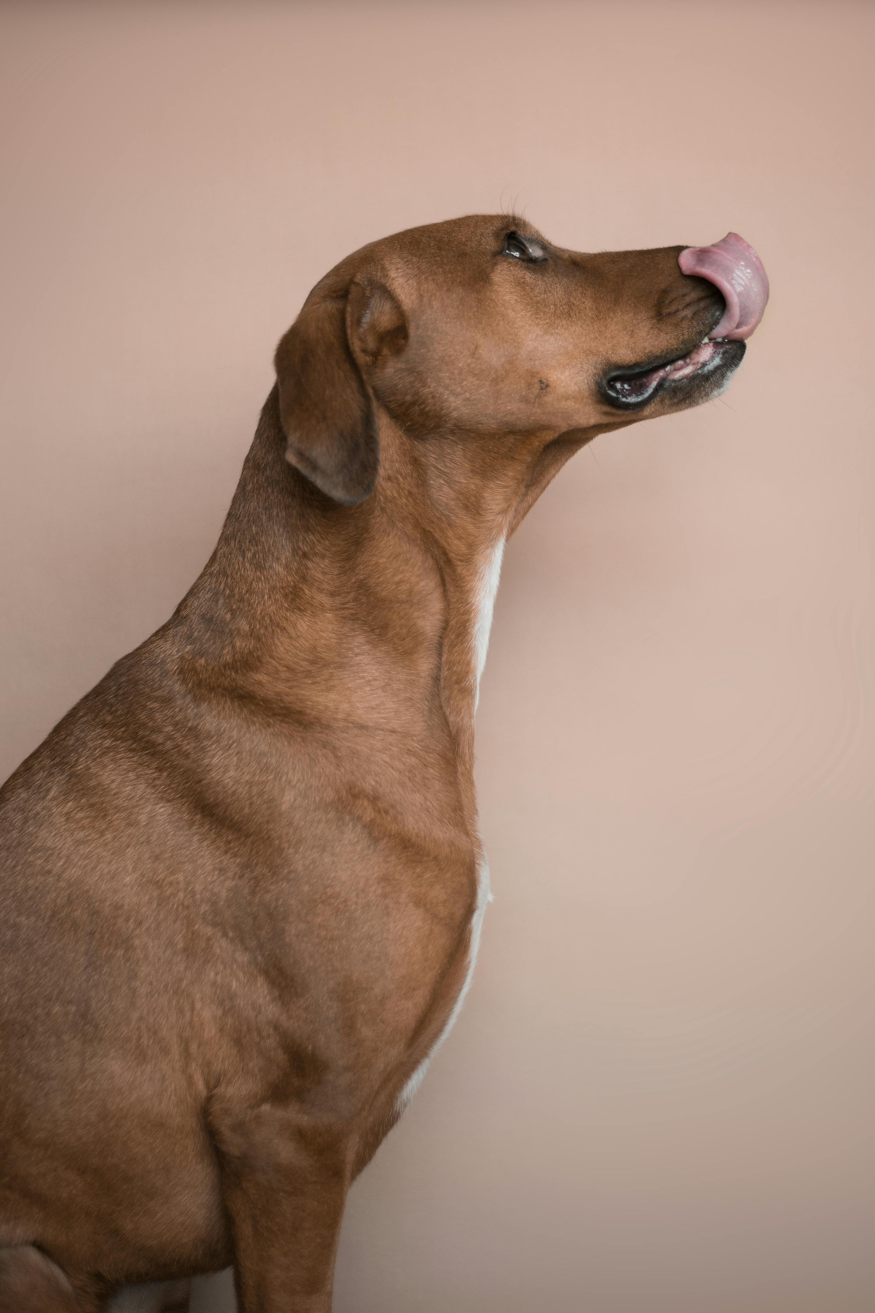 Why Do Dogs Lick Their Noses? Uncover the Secrets of Dog Behavior
