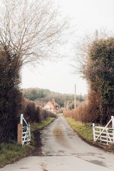 A lane between laid hedges, photo by Ben Collins on Pexels