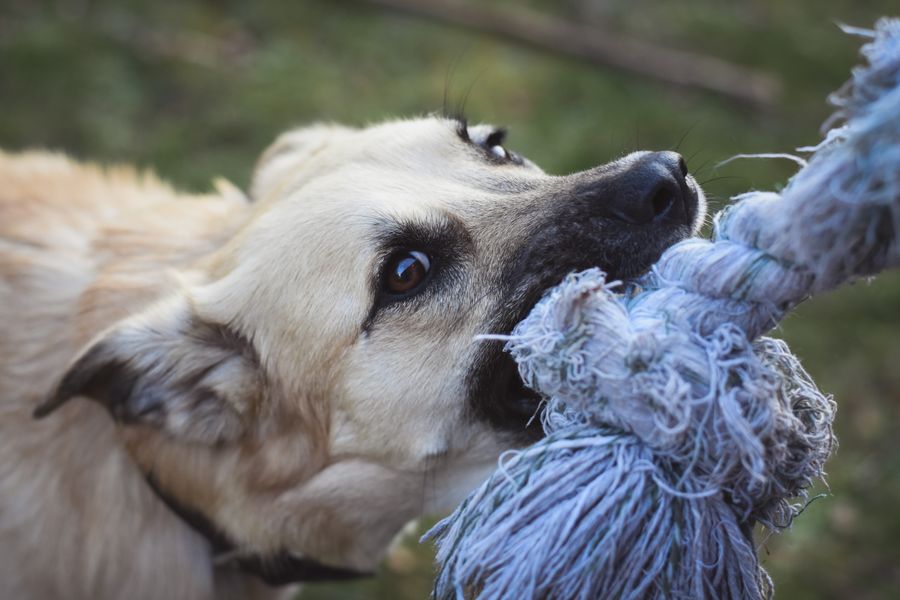 Chew Toy and Rope Set
