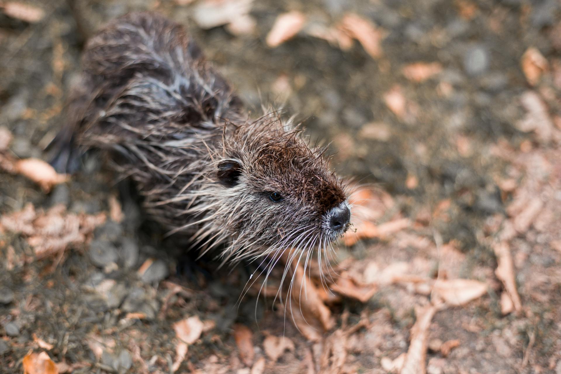 Furry Rodent on Ground