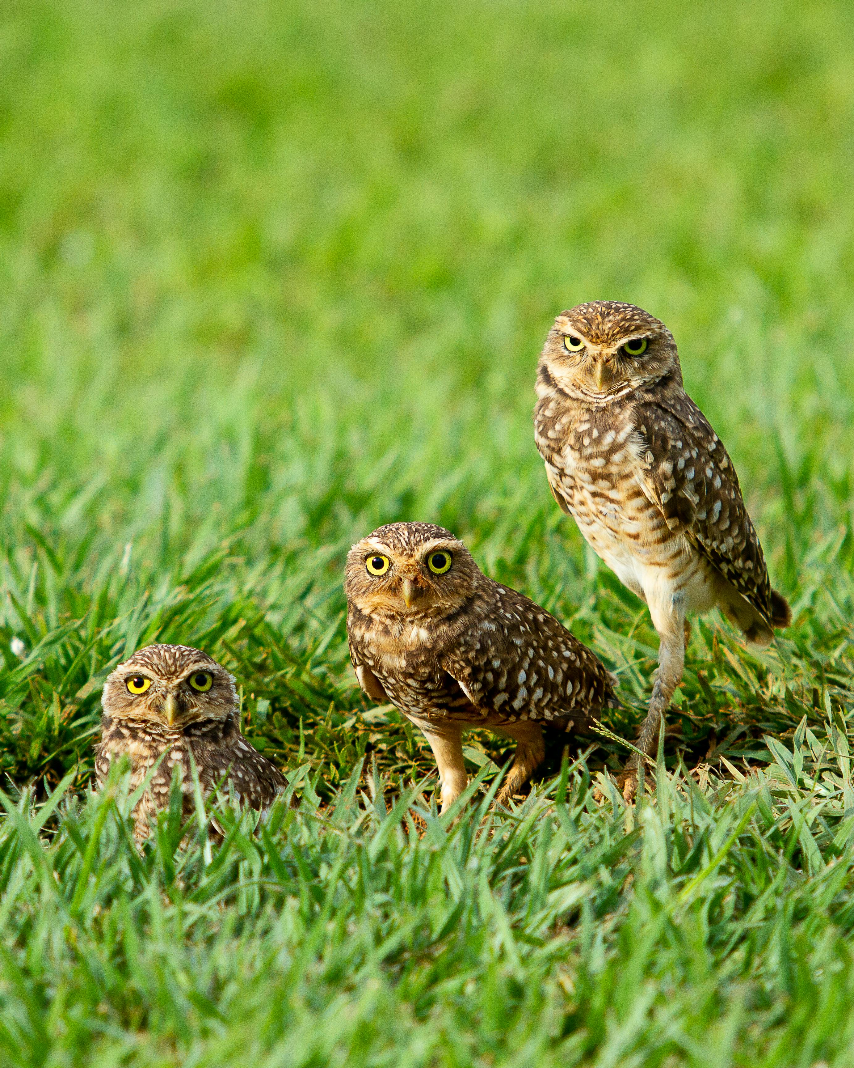 Cute Owls Photos, Download The BEST Free Cute Owls Stock Photos & HD Images