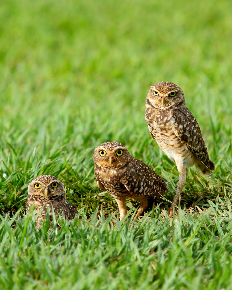 Brown And White Owls On Green Grass