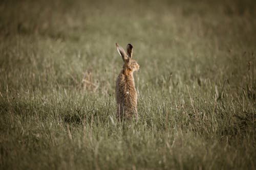 Brown Rabbit on Grass Field
