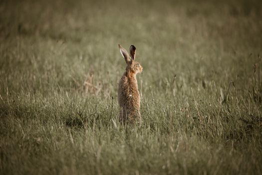 Adorable brown hare standing alert in a green field, showcasing its long ears and furry body.