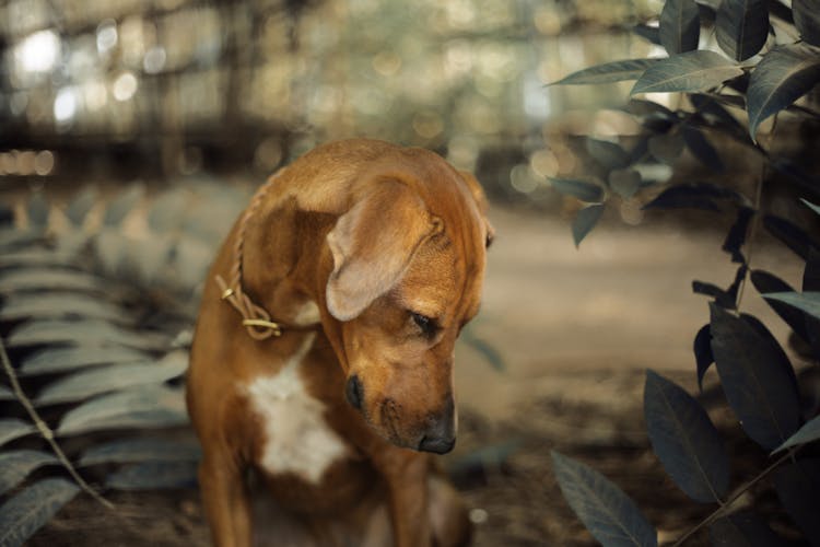 Brown Dog Looking Down