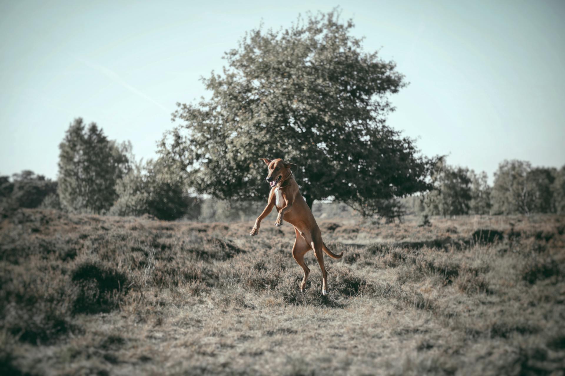 Brown Dog Jumping